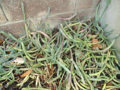 Baculellum articulatum