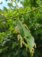 Pristiphora apricoti