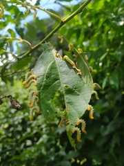 Pristiphora apricoti