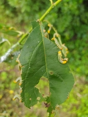Pristiphora apricoti