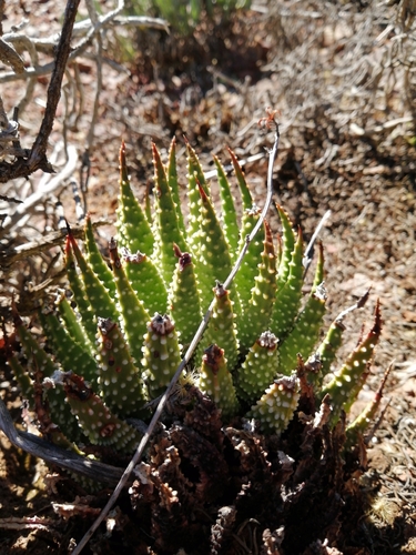 Tulista pumila