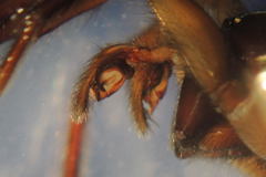 Inermocoelotes inermis