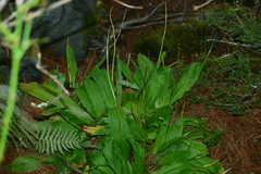 Calanthe arcuata