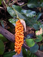Anthurium ranchoanum