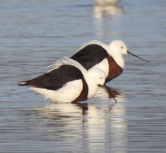 Cladorhynchus leucocephalus
