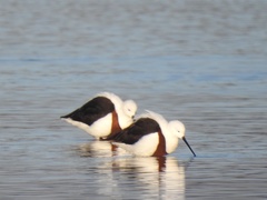 Cladorhynchus leucocephalus