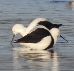 Cladorhynchus leucocephalus