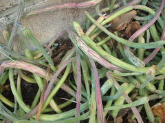 Baculellum articulatum