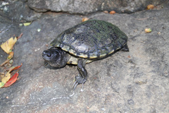 Antillean Slider photo 2