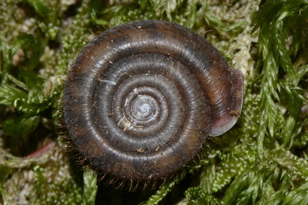 Cheese Snail, photo 1 of 8