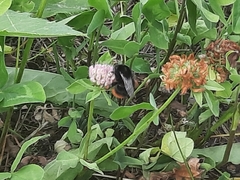 Bombus