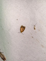 Acleris curvalana