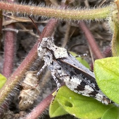 Spharagemon marmorata