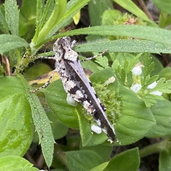 Spharagemon marmorata