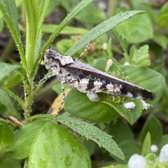 Spharagemon marmorata