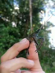 Macrobrachium brasiliense