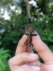 Macrobrachium brasiliense