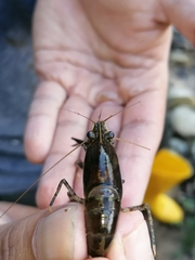 Macrobrachium brasiliense