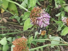 Trifolium pratense