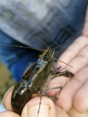 Macrobrachium brasiliense