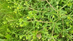 Potentilla tobolensis