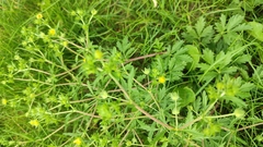 Potentilla tobolensis