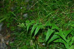 Parasenecio nokoensis