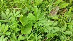 Potentilla tobolensis