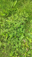 Potentilla tobolensis