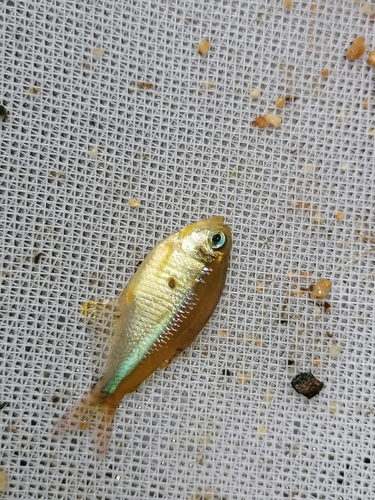 Napo tetra (Moenkhausia naponis) — Characidae