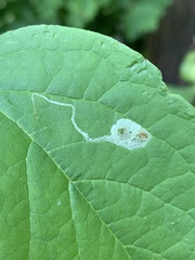 Liriomyza philadelphivora