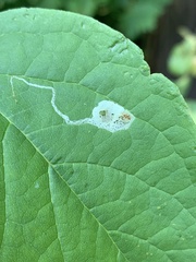 Liriomyza philadelphivora