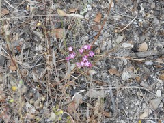 Pistorinia hispanica