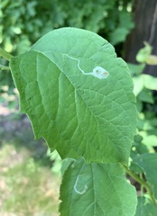 Liriomyza philadelphivora