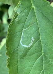 Liriomyza philadelphivora