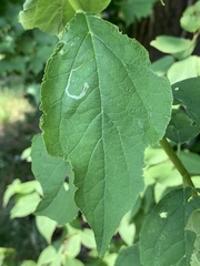 Liriomyza philadelphivora