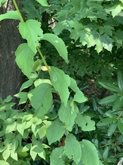 Liriomyza philadelphivora