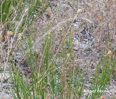 Festuca membranacea