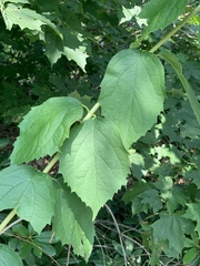 Liriomyza philadelphivora