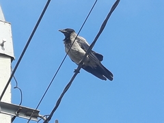 Corvus cornix
