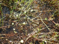 Hydrocotyle vulgaris