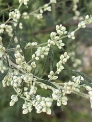Artemisia vulgaris
