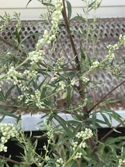 Artemisia vulgaris