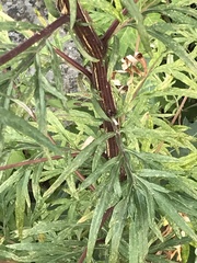 Artemisia vulgaris
