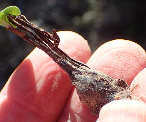 Image of Flat Squill (Drimia platyphylla) by (c) Nicola van Berkel, some rights reserved (CC BY-SA)