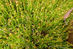 Scleranthus biflorus