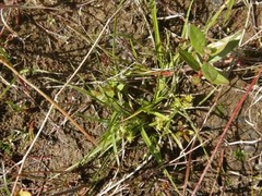 Carex viridula viridula