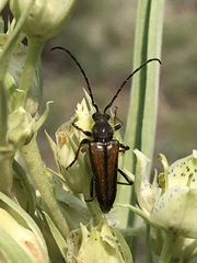 Lepturobosca