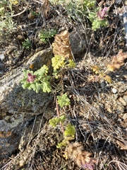 Dracocephalum pinnatum