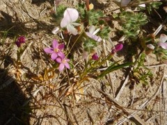 Centaurium littorale